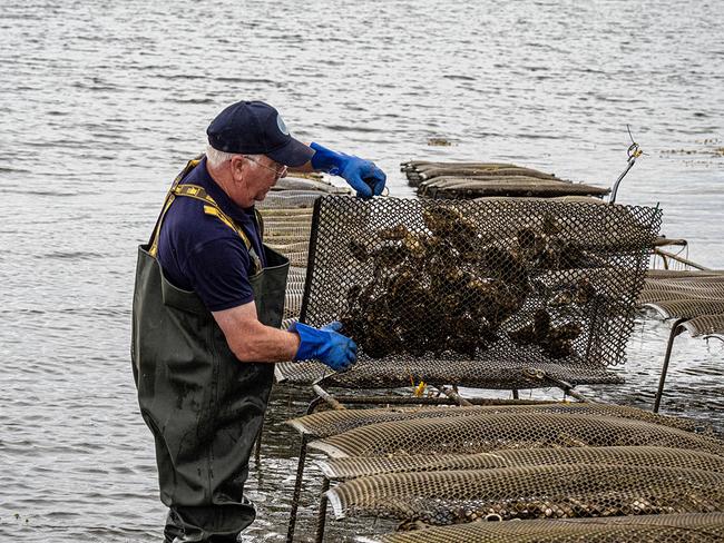 Austernfarmer David Keane kultiviert die Austern auf Tischen 