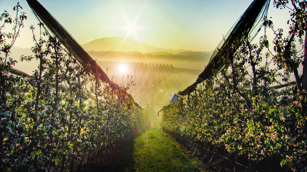Obstbäume im Sonnenuntergang