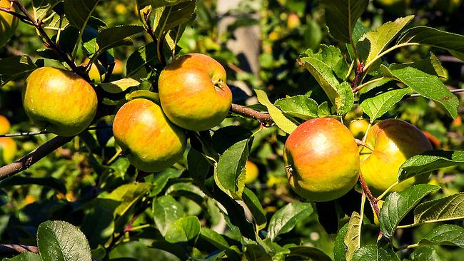Apfelplantage in Niederösterreich