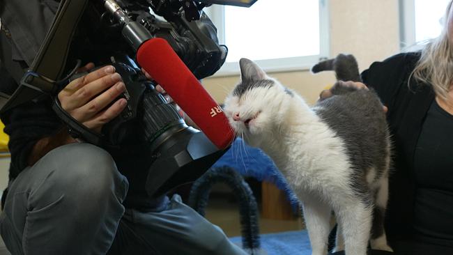 40  Katzen aus dem Tierheim Dechanthof in Mistelbach suchen ein neues Zuhause