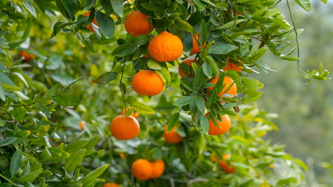 Rund 1800 Blütenpflanzen wachsen auf Zypern. Außerdem Oliven, Orangen, und Zitronen, die in vielen Privatgärten gepflanzt werden