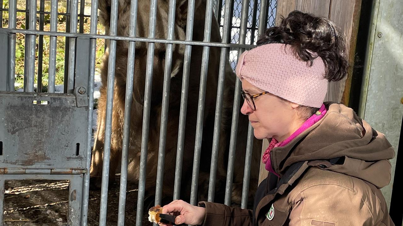 Tierpflegerin Manuela Pfeiffer füttert den 35jährigen Bären Tom mit Honigbrot