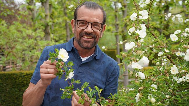 Über 30.000 Rosensorten soll es weltweit geben. Karl Ploberger kennt die sieben Schritte zu schönen Rosen
