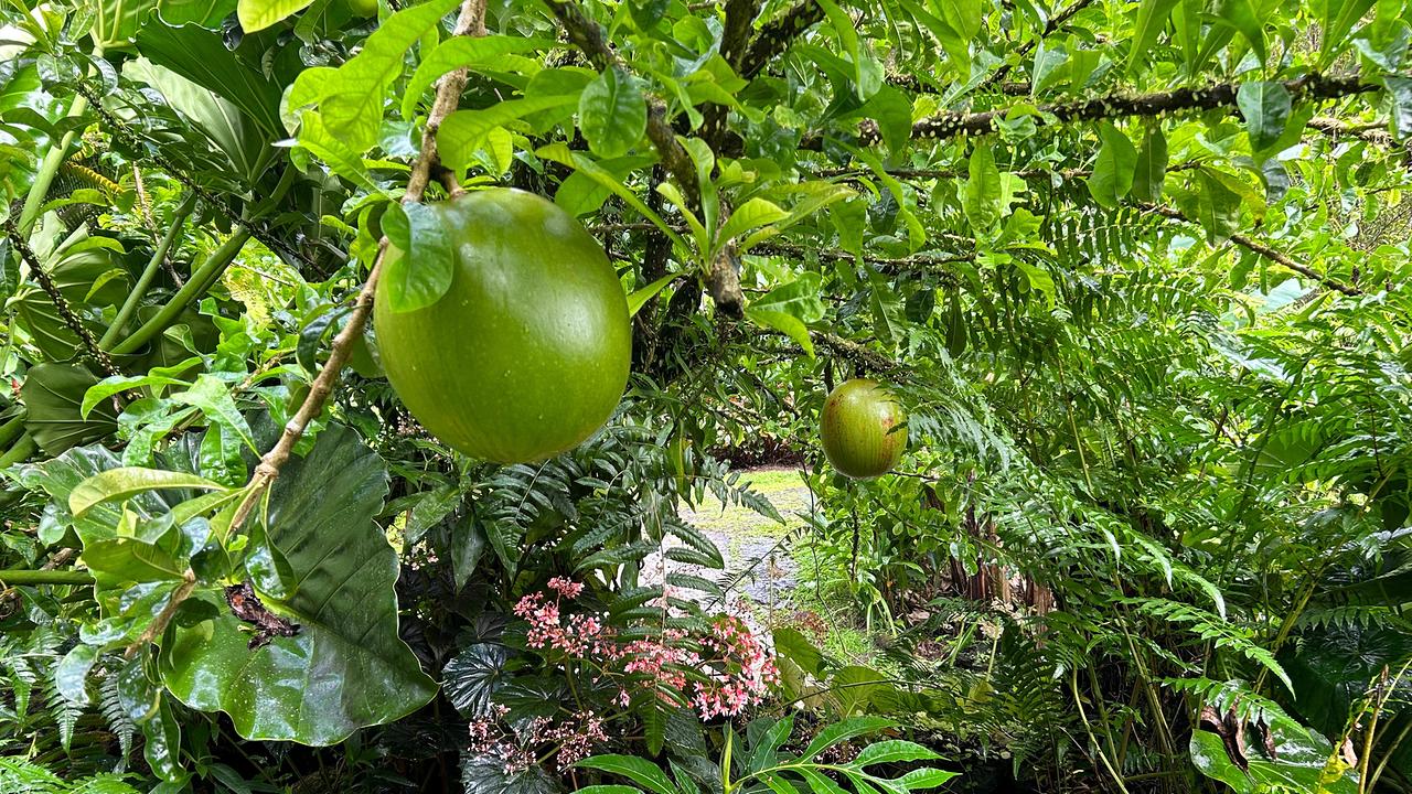 Papillote Tropical Gardens in Dominica
