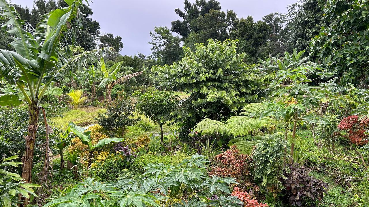 Free Up Farm in Dominica