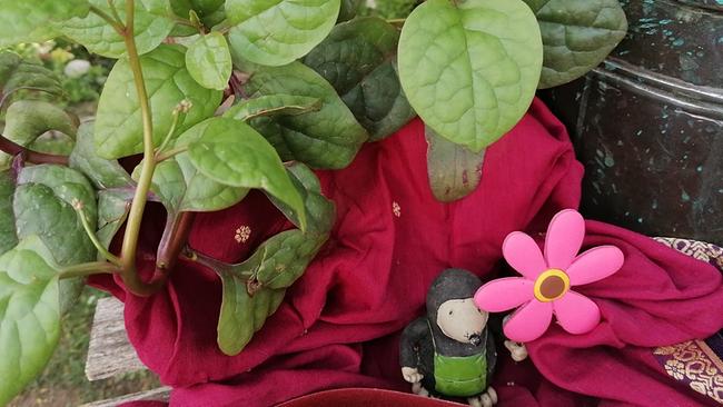 Originell, delikat und gesund sind die wichtigsten Charaktereigenschaften des heutigen Pflanzengastes bei Uschi Zezelitsch: der Malabarspinat. Die Kräuterhexe macht daraus ihren köstlichen "Shiva-Salat"