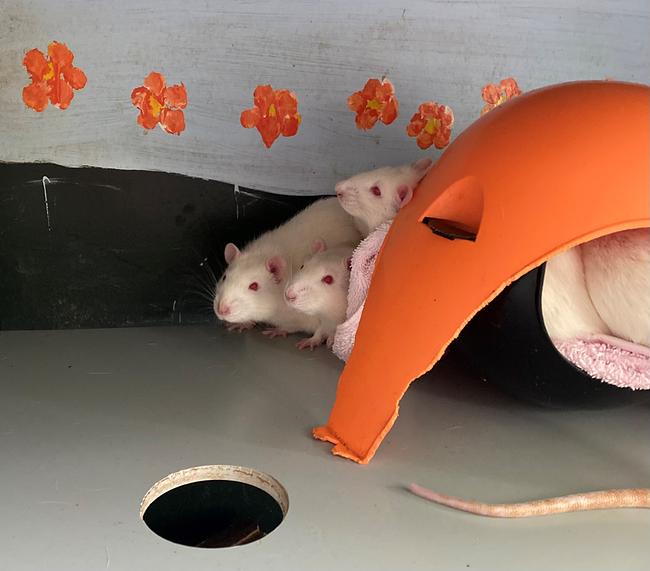 © ORF / KATRIN JENNI Laborratten warten im Tierschutz Austria auf ein neues Zuhause