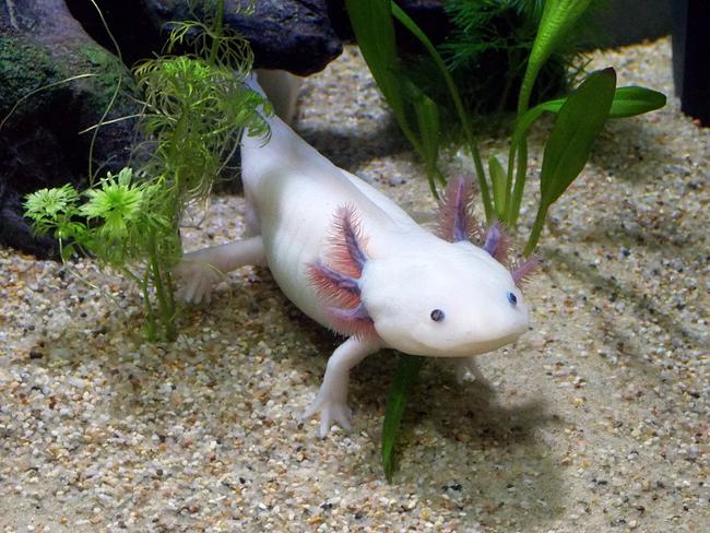 Mehere Axolotl warten im Tierschutz Austria auf ein neues Zuhause