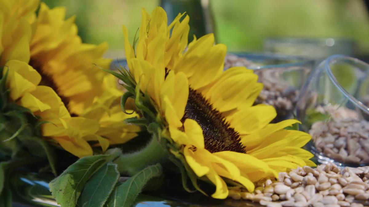 © ORF blühende Sonnenblumen