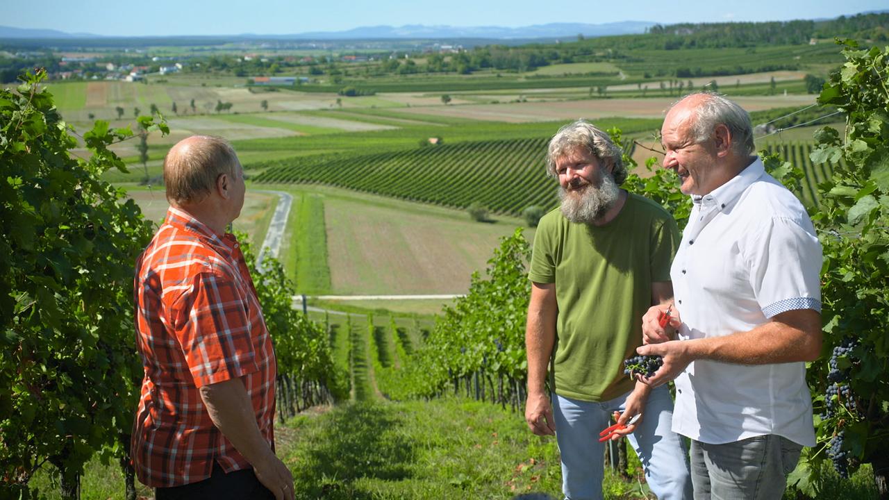 Harry Prünster trifft die Rebenzüchter Harald und Hans Iby