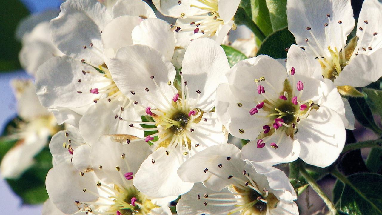 Mostblüte