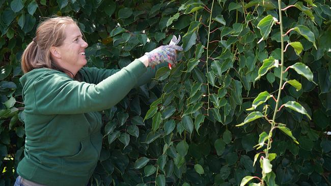 Die Gärtnerinnen auf der Garten Tulln stellen das Kompetenzzentrum Gartenbau vor. Ein Garten, in dem neue und beliebte Gartenpflanzen präsentiert werden.