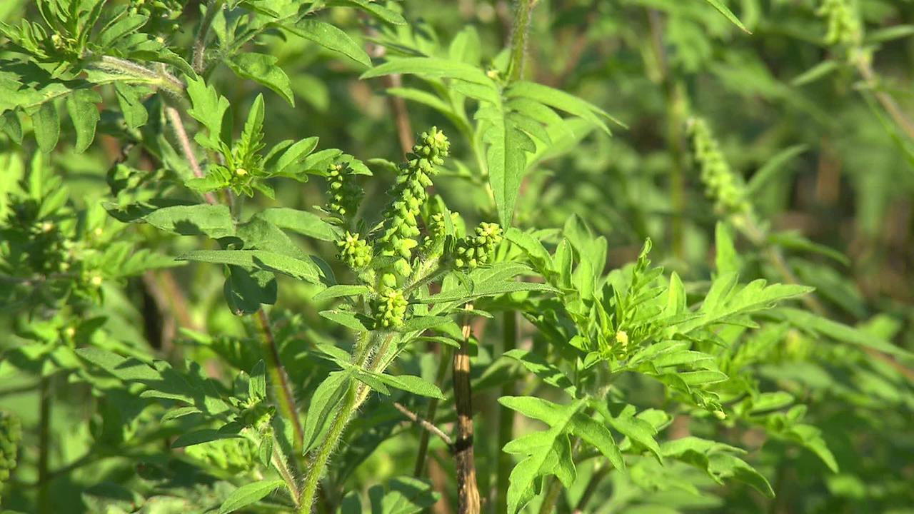 © ORF blühendes Ragweed
