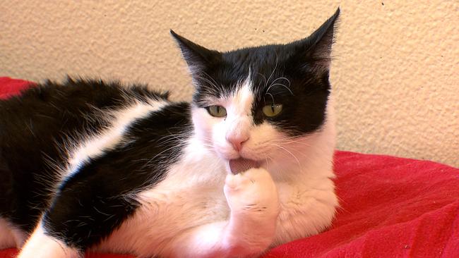 © ORF / KATRIN JENNI Kater "Barnaby" sucht ein neues Zuhause