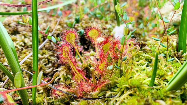 © ORF/Ab Hof TV Produktion Naturpark Heidenreichsteiner Moor