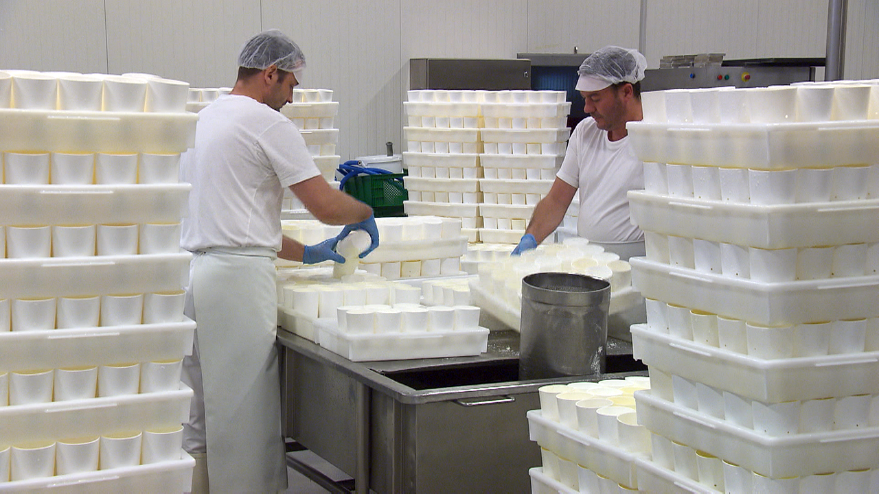 2 Personen weiß gekleidet bei der Schafkäseproduktion
