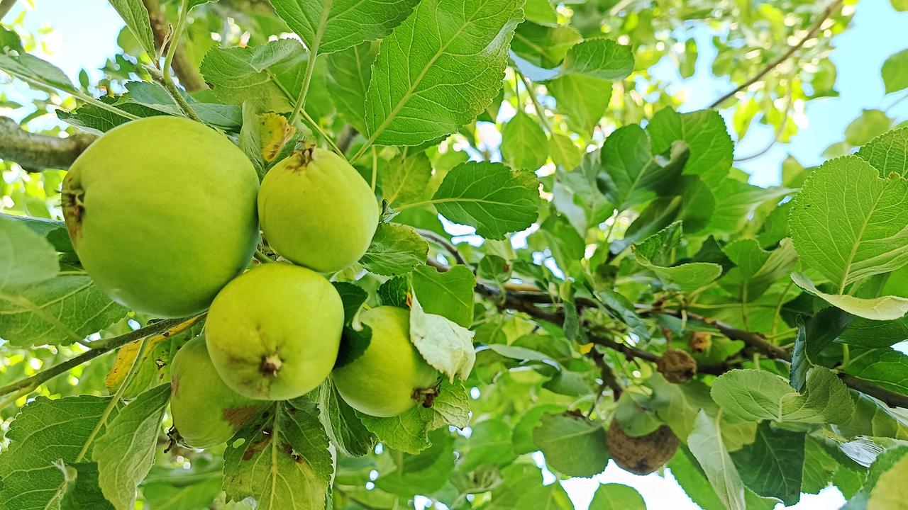 © ©Leopold Mayrhofer/Natur im Garten Die Gärtnerinnen auf der Garten Tulln stellen den "Ökosystem Obstbaum"-Garten vor: ein Paradies mit Spalierbäumen, einem Mehrsortenapfelbaum und vielem mehr