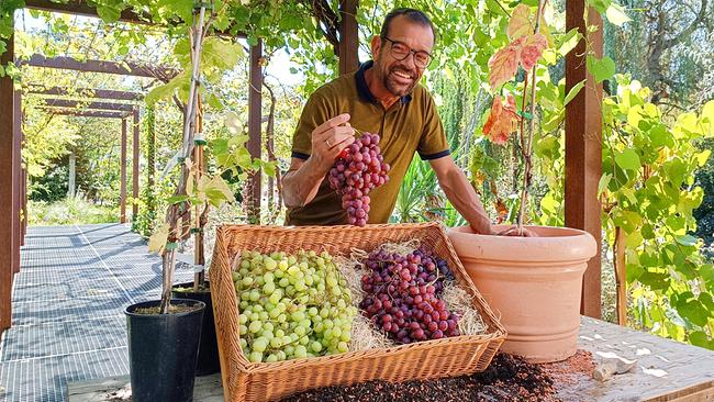 © ©Leopold Mayrhofer/Natur im Garten Herbst ist Weinzeit - sowohl was den ersten frischen Traubensaft betrifft als auch die Tafeltrauben. Karl Ploberger hat die wichtigsten Tipps, wie die Anzucht auch auf Balkon oder Terrasse gelingt