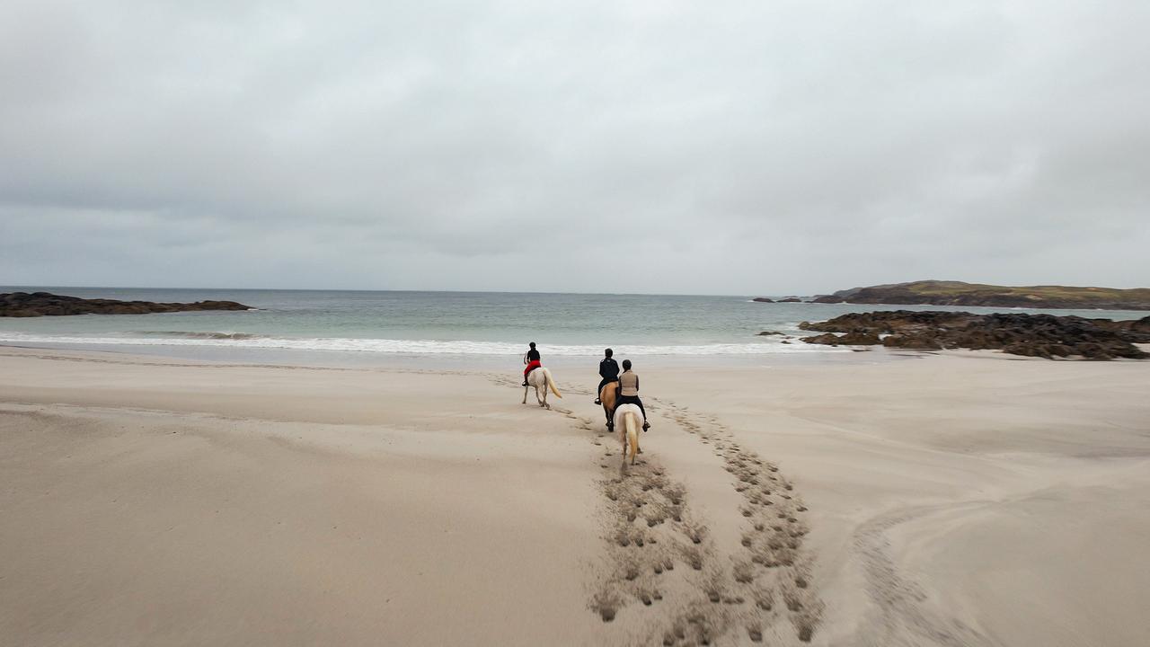 Connemara-Ponys