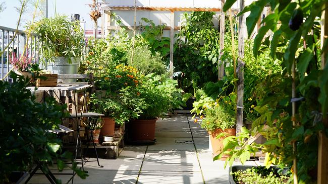 © ©Leopold Mayrhofer/Natur im Garten Florian Hödlmoser hat sich auf seiner Dachterrasse im 10. Wiener Gemeindebezirk ein ganz besonderes grünes Paradies geschaffen. Denn über den Dächern Wiens genießt der Student nicht nur die Ruhe inmitten seiner Pflanzen, sondern "gartelt" hier auch ausschließlich nachhaltig
