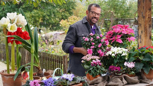 © ©Leopold Mayrhofer/Natur im Garten Karl Ploberger nennt sie die sogenannten "Wegwerfpflanzen": Pflanzenschönheiten, die zu Weihnachten verschenkt werden, um dann viel zu schnell in der Biotonne zu landen. Doch das muss nicht sein, wenn die Zimmerpflanzen richtig gepflegt werden