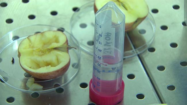 Zwei aufgeschnittene Apfelhälten in Petrischalen und ein Messbehälter mit Flüssigkeit