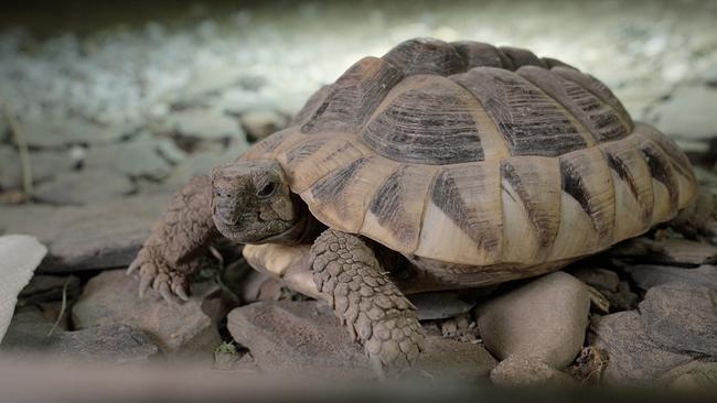 © ORF/Degn Film Schildkröten zu halten, ist alles andere als einfach und um sie „winterfit“ zu machen, sind ganz spezielle