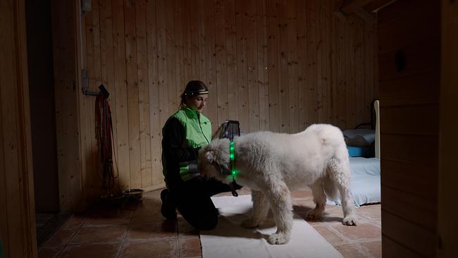 © ORF/Degn Film Hunde im Herbst haben ähnliche „Probleme“ wie wir Menschen: Sie müssen in der dunklen Jahreszeit