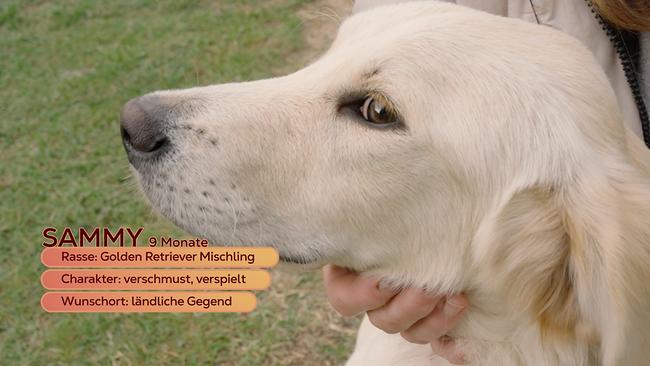 © ORF/Degn Film Maggie Entenfellner ist im Tierheim Parndorf zu Besuch. Diese Tiere suchen ein neues Zuhause: der junge Golden Retriever-Mischling Sammy