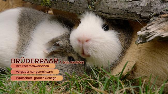 © ORF/Degn Film Maggie Entenfellner ist im Tierheim Parndorf zu Besuch. Diese Tiere suchen ein neues Zuhause: Die entzückende Meerschweinchen-Brüder