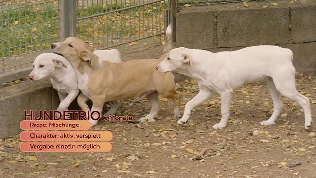 © ORF/Degn Film Maggie Entenfellner ist im Tierheim Parndorf zu Besuch. Diese Tiere suchen ein neues Zuhause: drei sechsmonatige Hundegeschwister