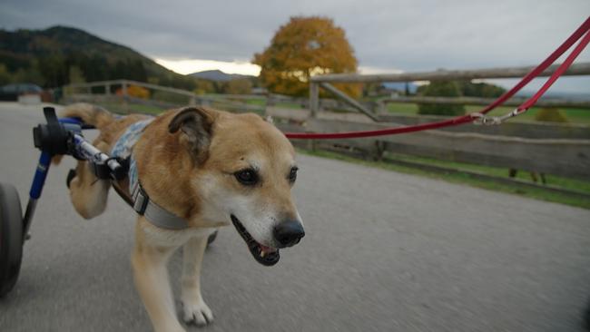 © ORF/Degn Film Hund Sam muss sich mit Hilfe eines Rollstuhls fortbewegen. Er hat eine besondere Geschichte,aber auch so viel Lebensfreude, dass er für uns alle ein Vorbild sein kann.