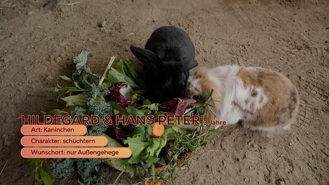 © ORF/Degn Film Maggie Entenfellner stellt im Tierheim Krems folgende Tiere vor, das ein neues Zuhause suchen: das Kaninchen-Duo Hildegard und Hans Peter, den Labradormischling Balu, das Hunde-Duo Sümbül und Reis und Katze Lexi mit einer besonders schicksalshaften Geschichte.