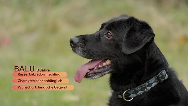 © ORF/Degn Film Maggie Entenfellner stellt im Tierheim Krems folgende Tiere vor, das ein neues Zuhause suchen: das Kaninchen-Duo Hildegard und Hans Peter, den Labradormischling Balu, das Hunde-Duo Sümbül und Reis und Katze Lexi mit einer besonders schicksalshaften Geschichte.