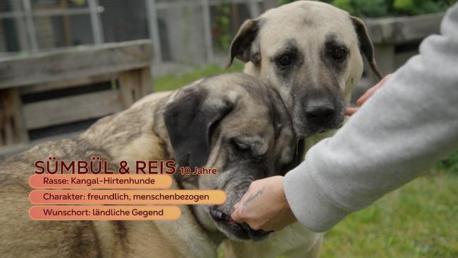 © ORF/Degn Film Maggie Entenfellner stellt im Tierheim Krems folgende Tiere vor, das Hunde-Duo Sümbül