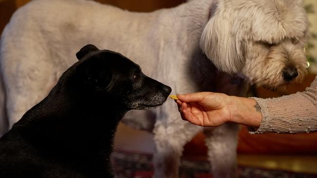 Kekse gehören zum Advent - und natürlich wollen auch unsere Hunde mitnaschen. Aber natürlich sollten sie keine Schokolade und keinen Zucker fressen. Doch auch für Hunde gibt es vorweihnachtliche Versuchungen, die ihnen schmecken, ohne ihnen zu schaden.