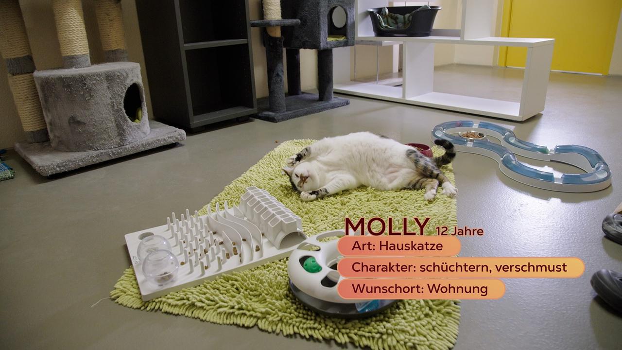 Maggie Entenfellner stellt im Tierheim Dechanthof in Mistelbach folgende Tiere vor, die ein neues Zuhause suchen: zehn Wochen alten Babykatzen, eine verspielte Stafford-Dame, Katze Molly und den 8-monatigen Hund Santos.