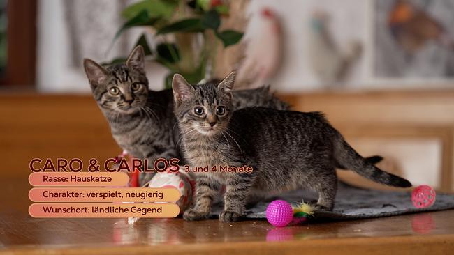 © ORF/Günther Pichlkostner Maggie Entenfellner stellt im Tierheim in Lochen folgende Tiere vor, die ein neues Zuhause suchen: die verspielten Babykatzen Caro und Carlos, der ruhige Kater Simba, Mischlingshündin Luna und Hündin Peggy.