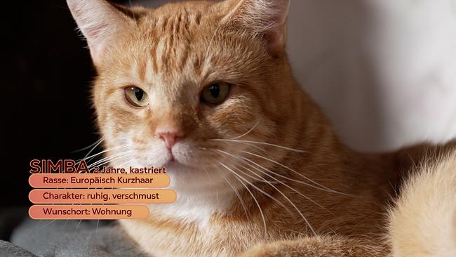 © ORF/Günther Pichlkostner Maggie Entenfellner stellt im Tierheim in Lochen folgende Tiere vor, die ein neues Zuhause suchen: die verspielten Babykatzen Caro und Carlos, der ruhige Kater Simba, Mischlingshündin Luna und Hündin Peggy.