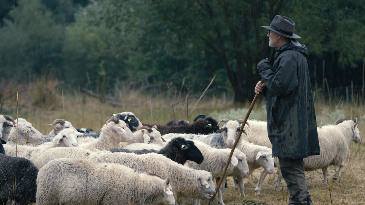 Eine Hirte hütet eine Herde Schafe