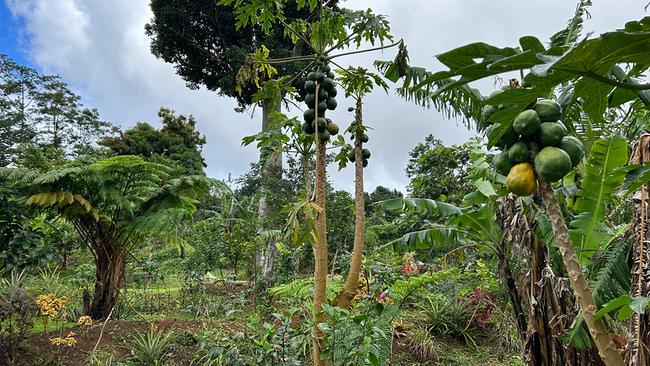 Im Norden der Karibikinsel Dominica liegt die Free up-Farm – ein 7 Hektar großes Paradies mit exotischem Obst, Gemüse und vielen Kräutern. Diese Bio-Landwirtschaft ist das Lebensprojekt von Lulu Currie und Aubrey Bynoe