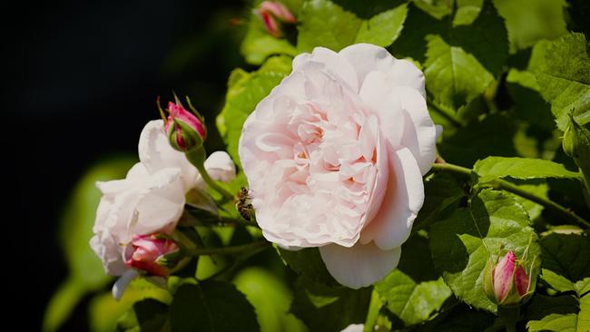  „Dornröschens Flair“ – das ist der romantische Name von Wilhelmine Buxhofers Rosenparadies im Mostviertel. Die Rosenliebhaberin hat in ihrem Garten über 100 verschiedene Sorten gepflanzt