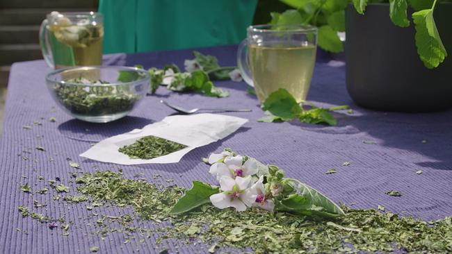 © ORF Tisch mit violetten Tischtuch auf dem mehrere getrocknete Käuter ausgebreitet sind