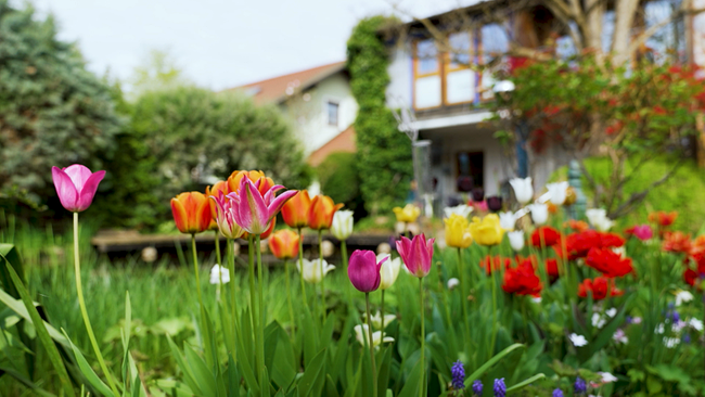 Bunt blühende Tulpen im Vordergrund, im Hintergrund ein Einfamilienhaus