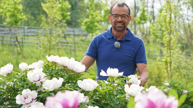 Hortensien, Flieder, Maiglöckchen und Vergissmeinnicht – Karl Ploberger stellt die beliebtesten Muttertags-Pflanzen vor