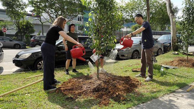© ORF Korrespondentin Isabella Purkart pflanzt mit zwei Freiwilligen einen Baum in Singapur.