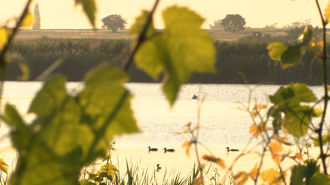 Blick durch Weinreben auf den Neusieslersee bei Sonnentiefstand