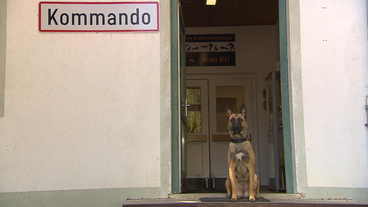 © ORF/Christoph Hellmann Hündin Nala sitzend