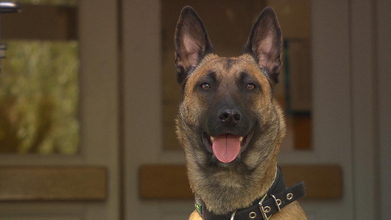 © ORF Die Schäferhündin Nala hechelnd mit offenem Maul