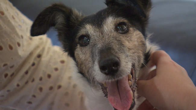 Hund wird gestreichelt und blickt in die Kamera